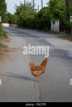 Află mai multe despre chicken road joc
